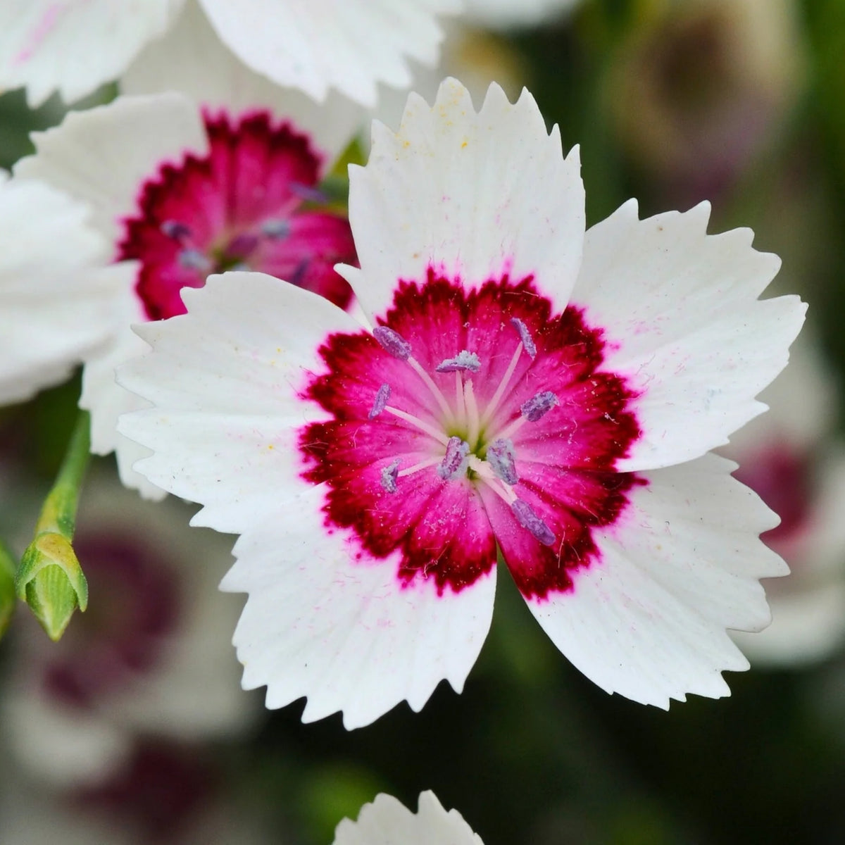 Arctic Fire Maiden Pinks Carnations Seeds - Dianthus Seeds, 30 seeds