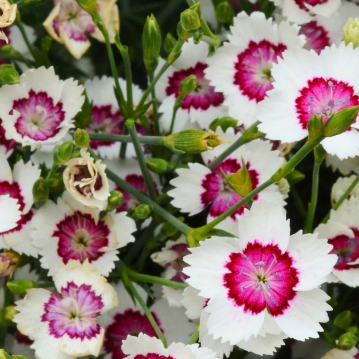 Arctic Fire Maiden Pinks Carnations Seeds - Dianthus Seeds, 30 seeds