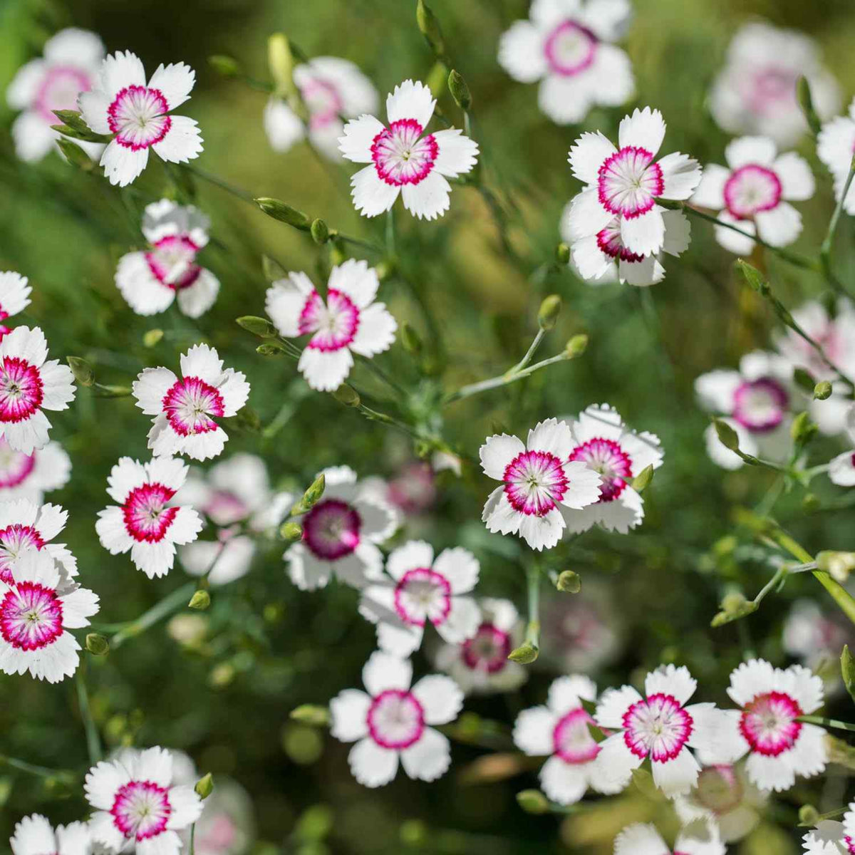 Arctic Fire Maiden Pinks Carnations Seeds - Dianthus Seeds, 30 seeds