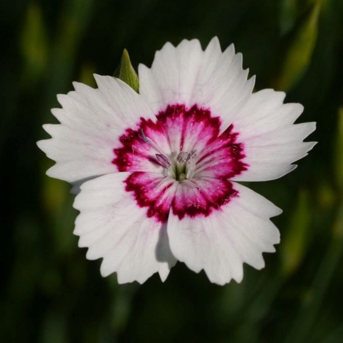 Arctic Fire Maiden Pinks Carnations Seeds - Dianthus Seeds, 30 seeds