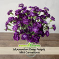 30 Moonberry Light Purple Mini Carnation- Dianthus Seeds - Open-Pollinated - Organic - Heirloom - Flower Seeds - Mix Seeds to Plant - #ca43