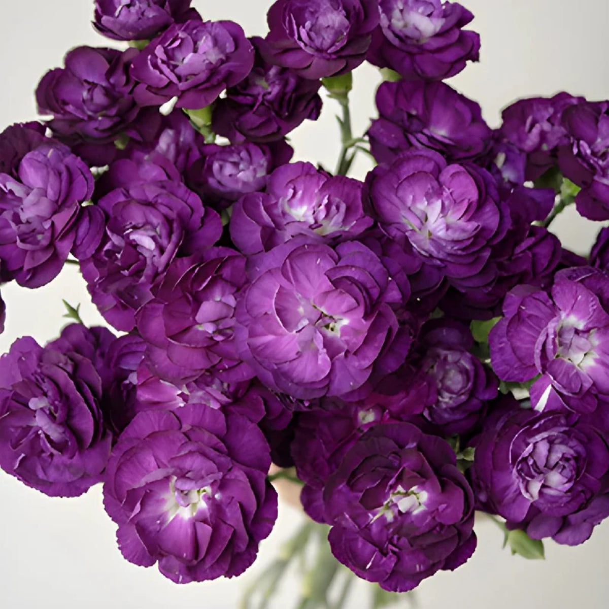 Moonberry Light Purple Mini Carnation Seeds - Dianthus Seeds, 30 seeds
