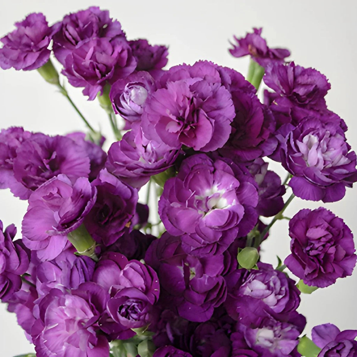 Moonberry Light Purple Mini Carnation Seeds - Dianthus Seeds, 30 seeds