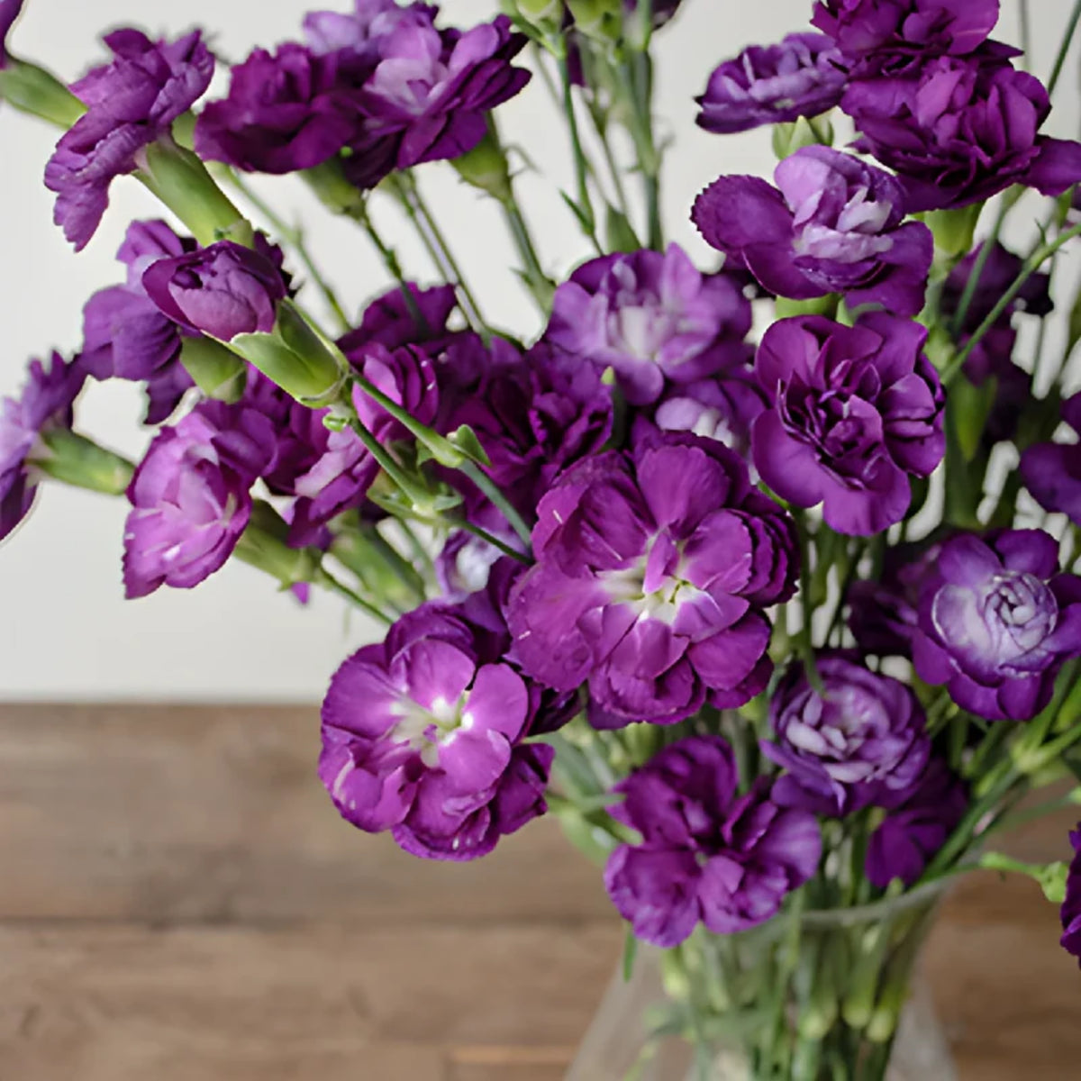 Moonberry Light Purple Mini Carnation Seeds - Dianthus Seeds, 30 seeds