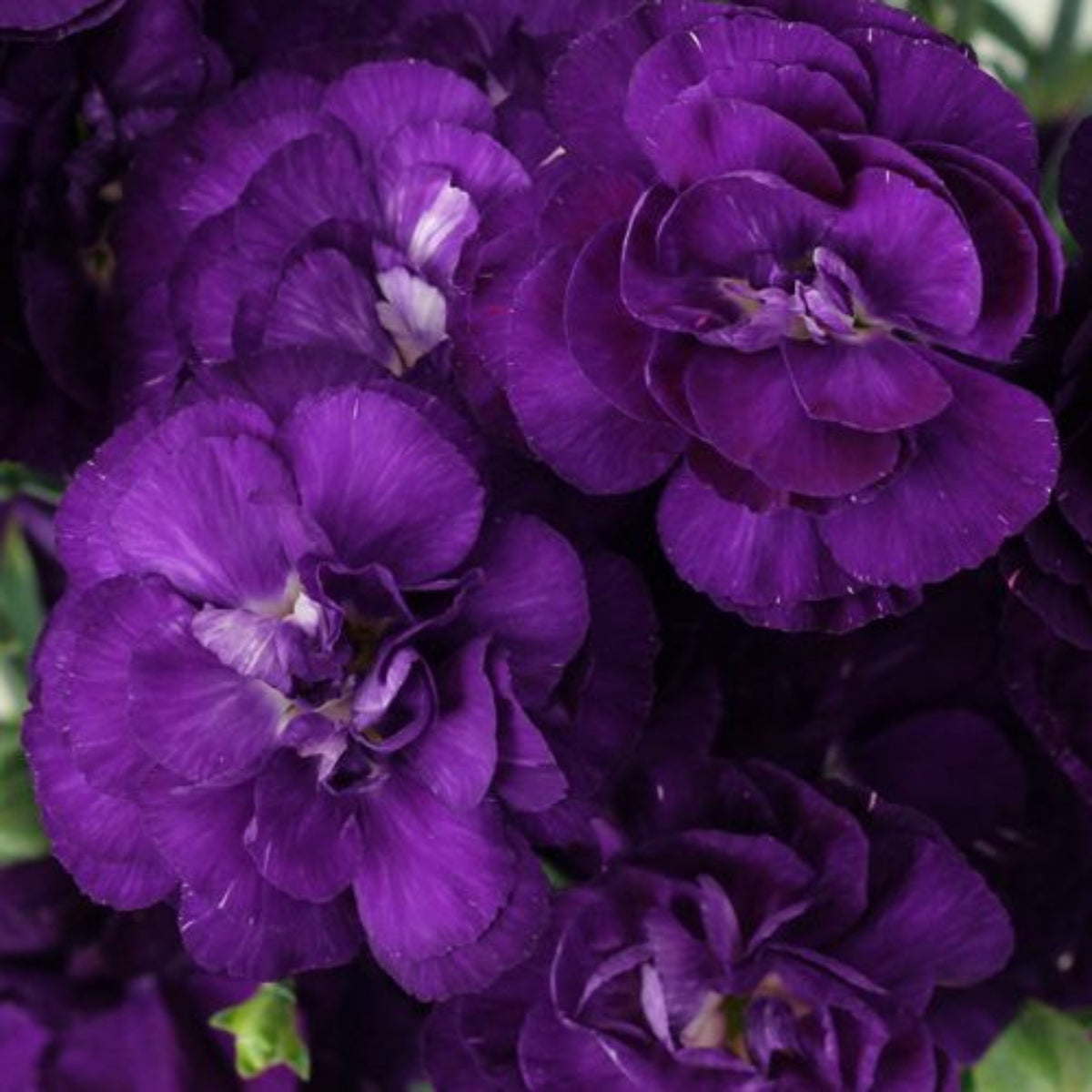 Moonberry Light Purple Mini Carnation Seeds - Dianthus Seeds, 30 seeds