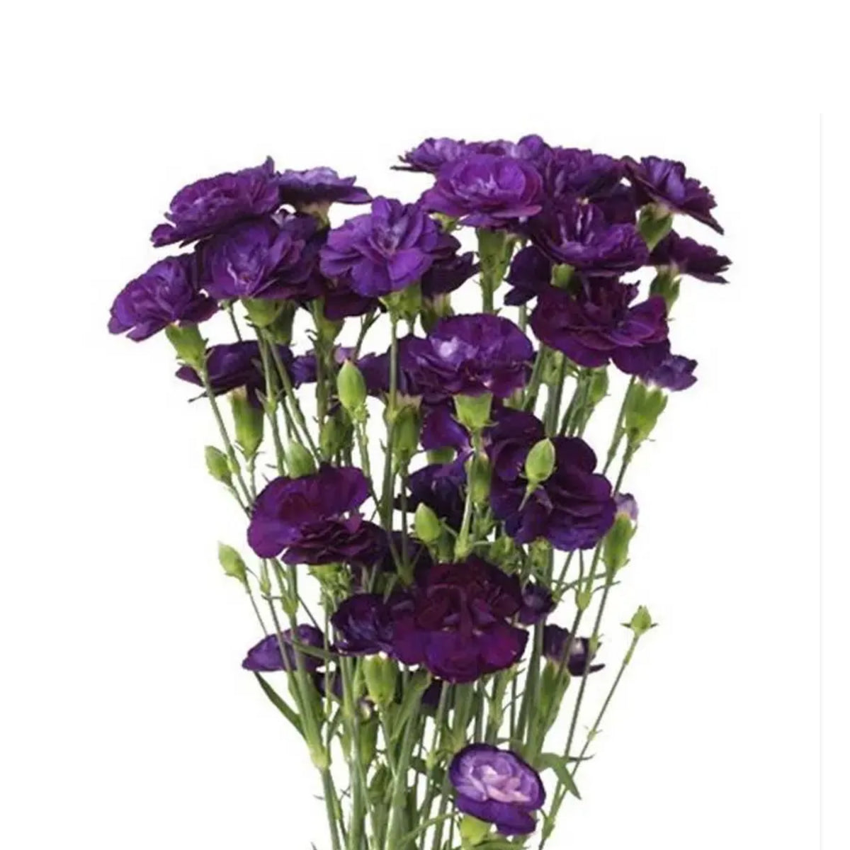 Moonberry Light Purple Mini Carnation Seeds - Dianthus Seeds, 30 seeds