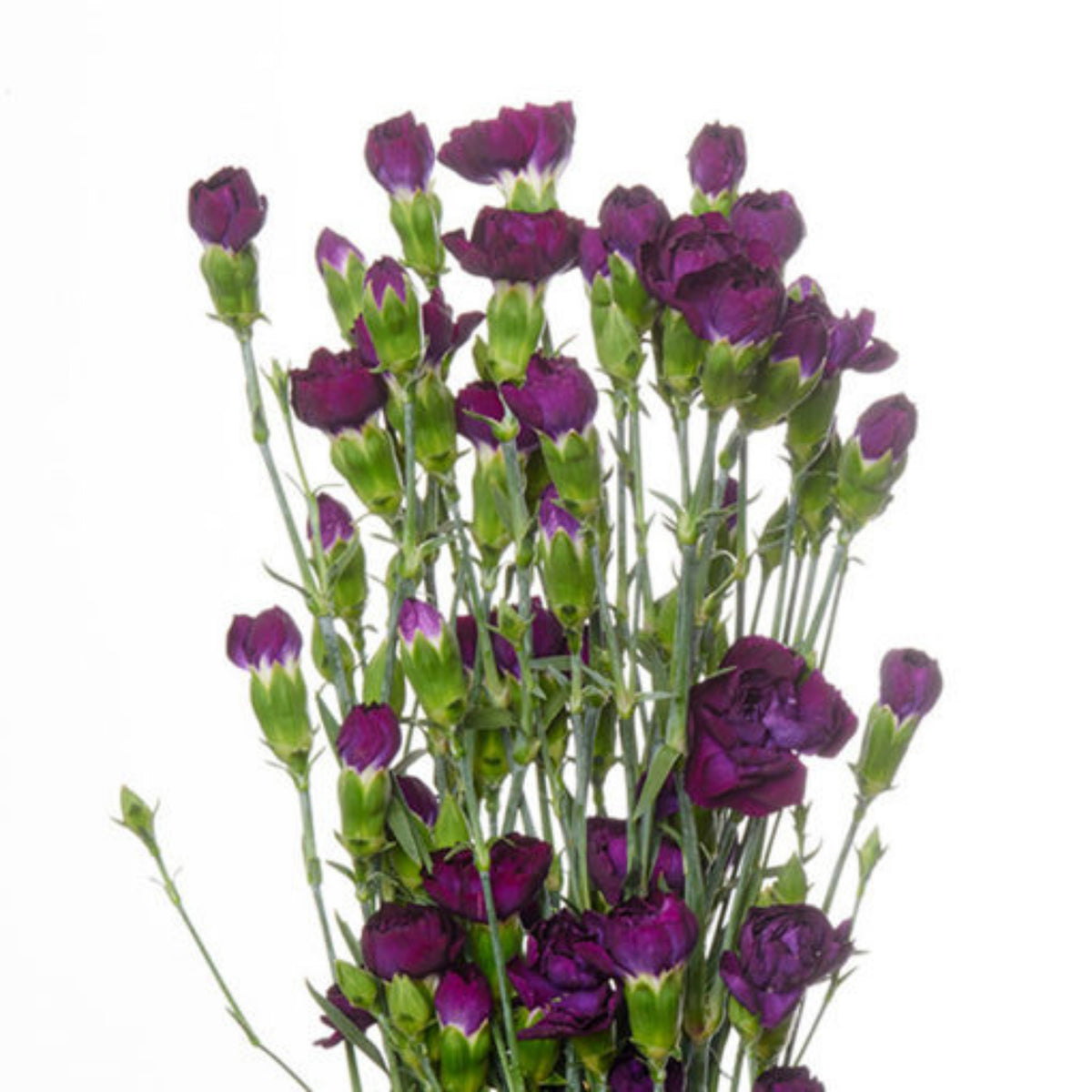 Moonberry Light Purple Mini Carnation Seeds - Dianthus Seeds, 30 seeds