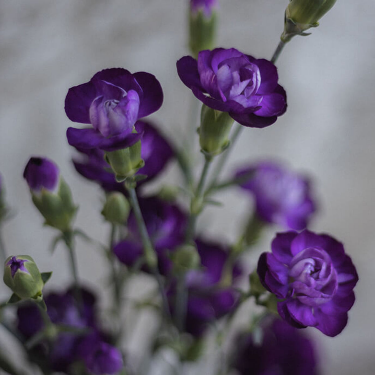 Moonberry Light Purple Mini Carnation Seeds - Dianthus Seeds, 30 seeds