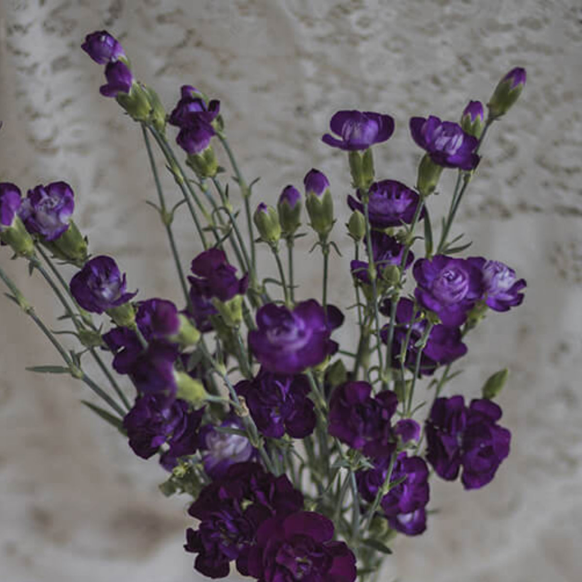 Moonberry Light Purple Mini Carnation Seeds - Dianthus Seeds, 30 seeds