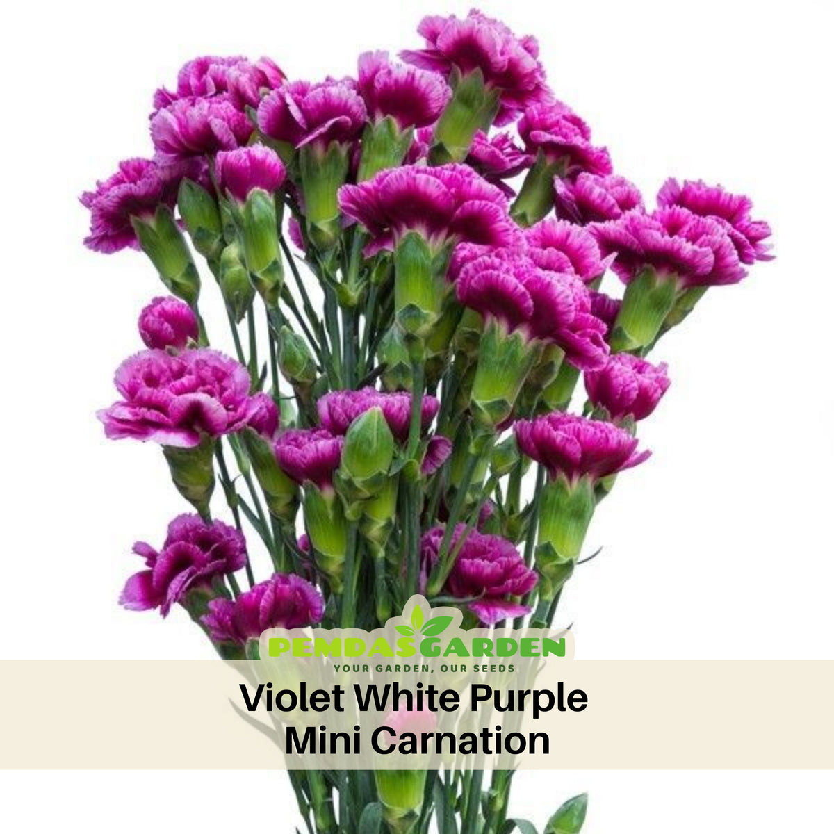 Violet White Purple Mini Carnation Seeds - Dianthus Seeds, 30 seeds