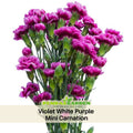 30 Violet White Purple Mini Carnation - Dianthus Seeds - Open-Pollinated - Organic - Heirloom - Flower Seeds - Mix Seeds to Plant - #ca44