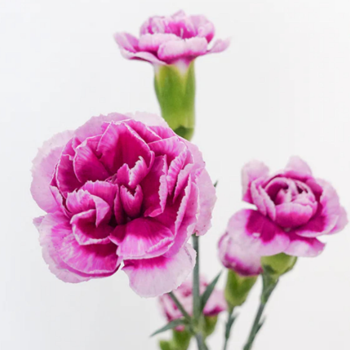 Violet White Purple Mini Carnation Seeds - Dianthus Seeds, 30 seeds