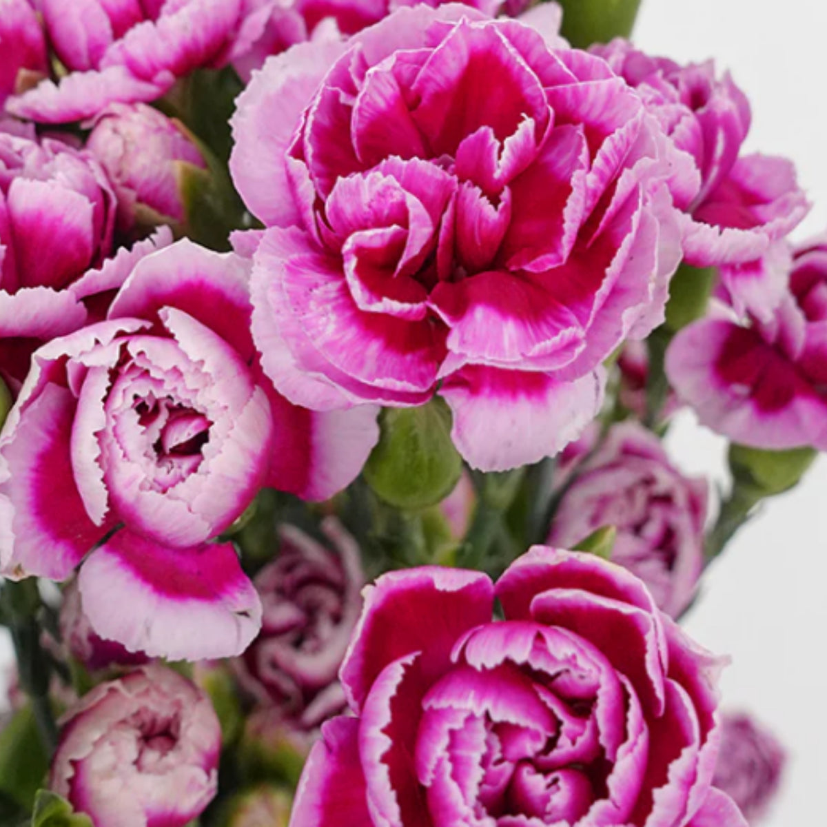 Violet White Purple Mini Carnation Seeds - Dianthus Seeds, 30 seeds