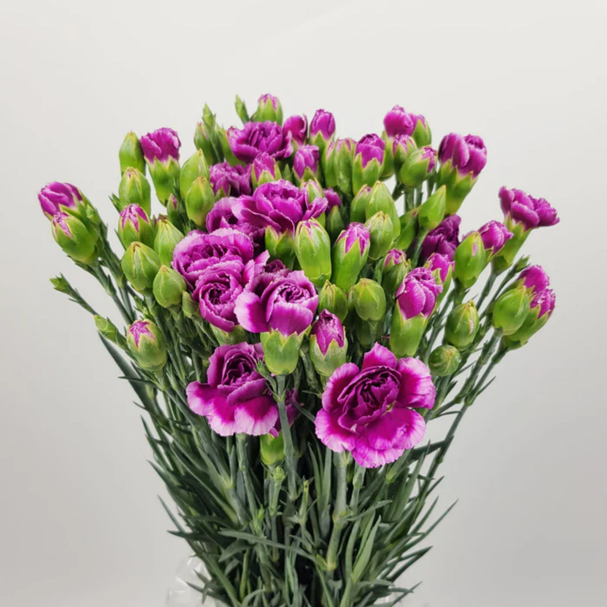 Violet White Purple Mini Carnation Seeds - Dianthus Seeds, 30 seeds