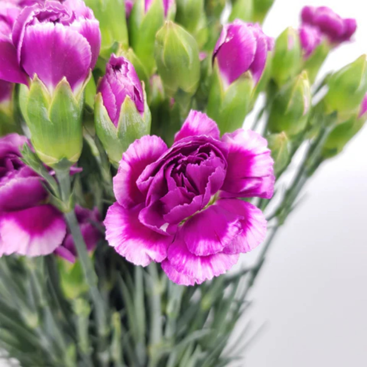 Violet White Purple Mini Carnation Seeds - Dianthus Seeds, 30 seeds