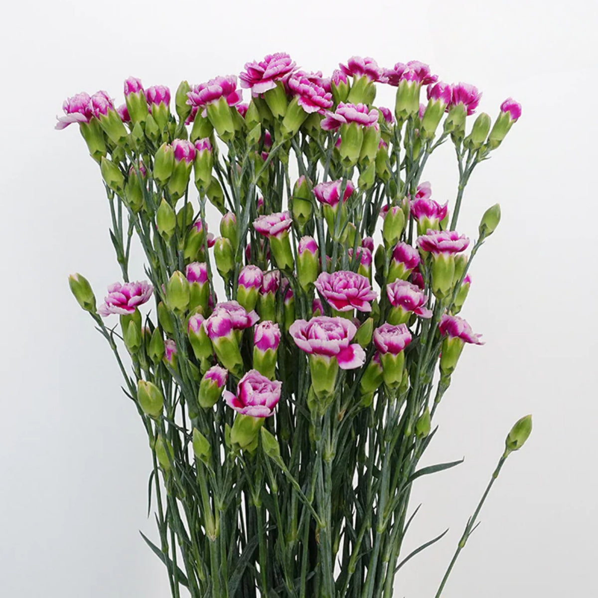 Violet White Purple Mini Carnation Seeds - Dianthus Seeds, 30 seeds