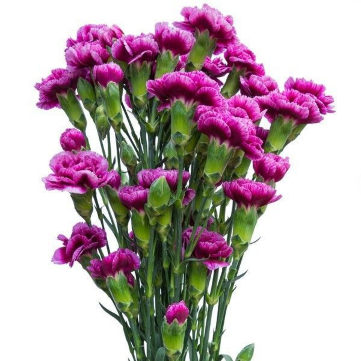 Violet White Purple Mini Carnation Seeds - Dianthus Seeds, 30 seeds