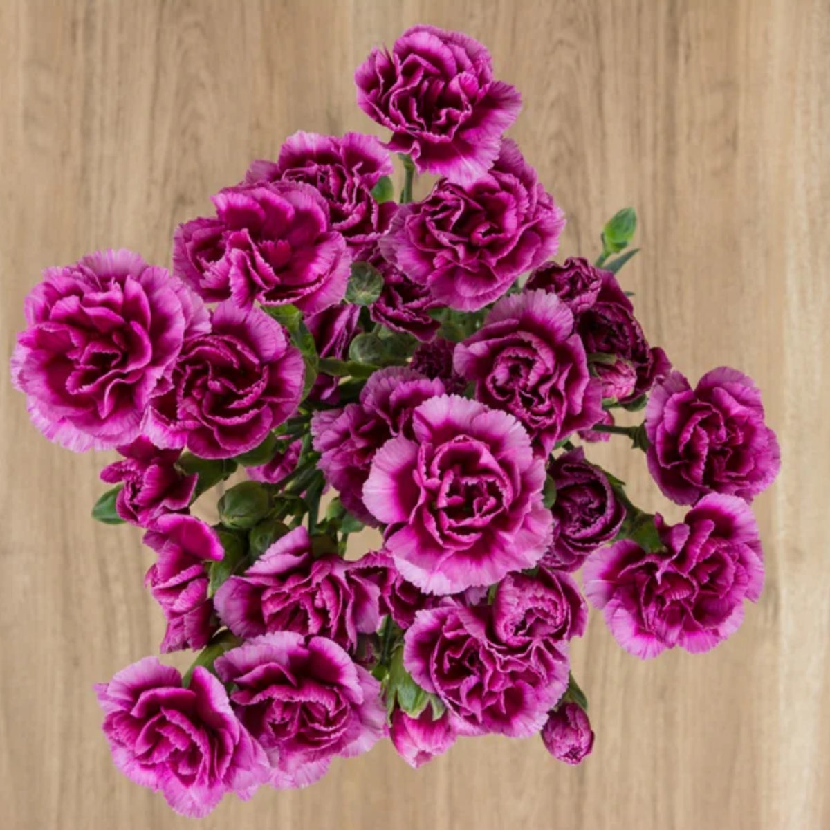 Violet White Purple Mini Carnation Seeds - Dianthus Seeds, 30 seeds