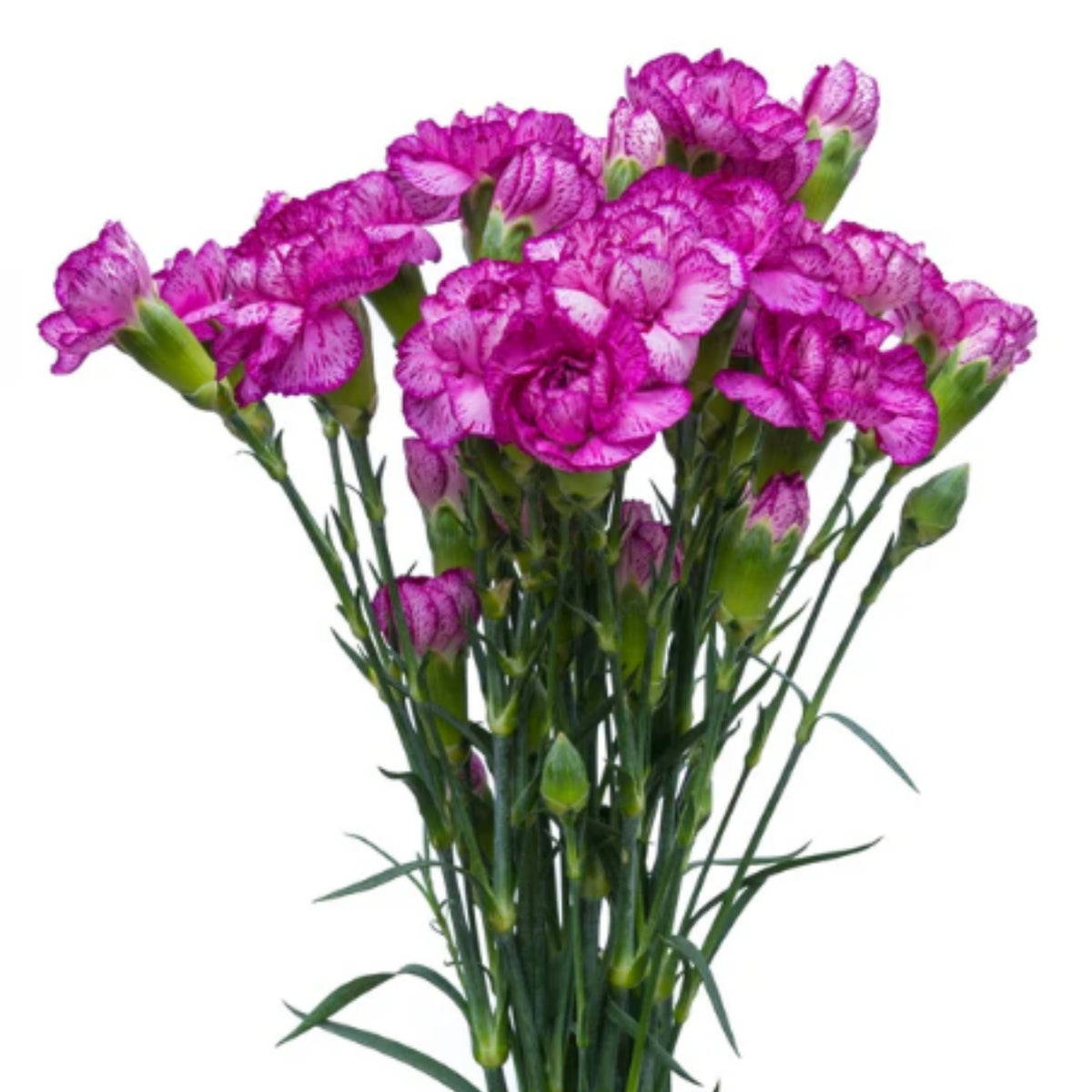 Violet White Purple Mini Carnation Seeds - Dianthus Seeds, 30 seeds