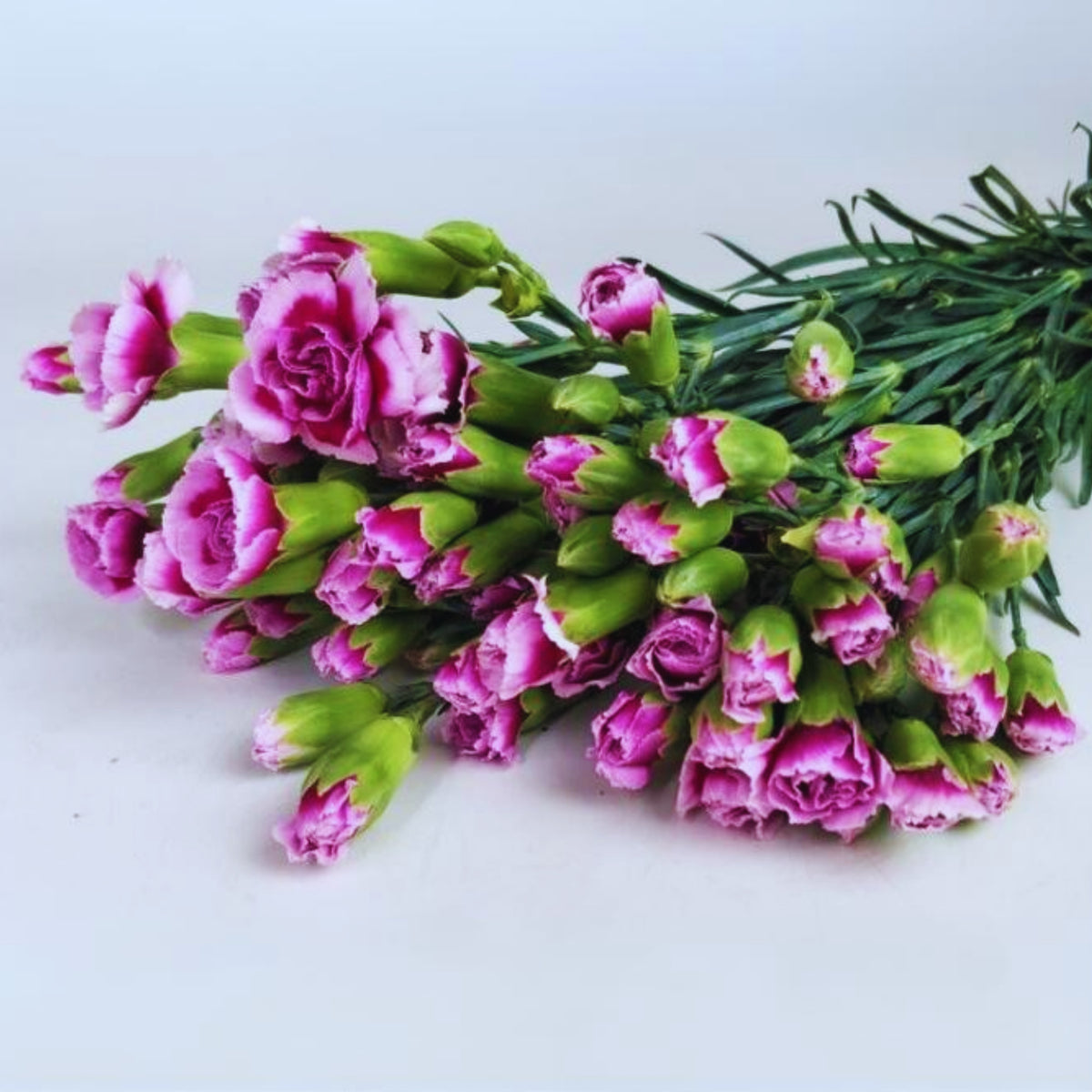 Violet White Purple Mini Carnation Seeds - Dianthus Seeds, 30 seeds