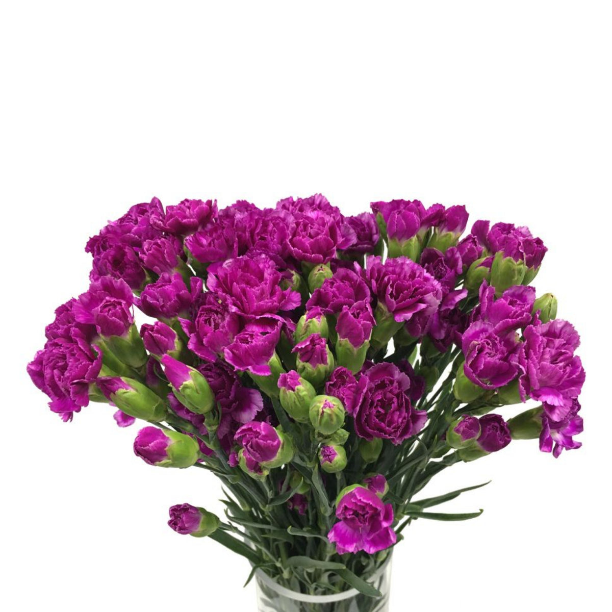 Violet White Purple Mini Carnation Seeds - Dianthus Seeds, 30 seeds