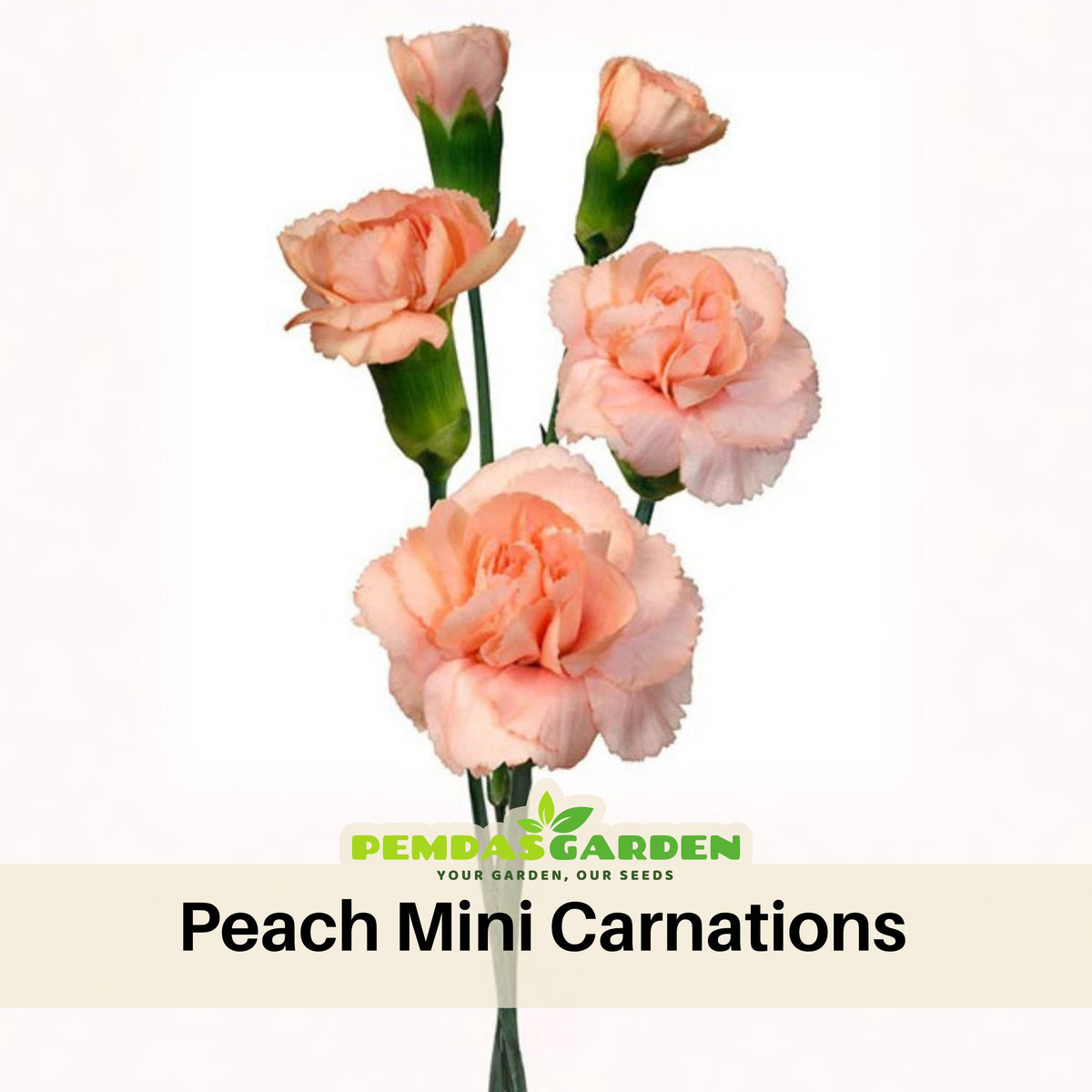 Peach Mini Carnations Seeds, 30 seeds