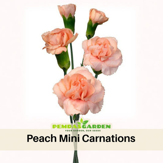 Peach Mini Carnations Seeds, 30 seeds