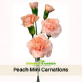 30 Peach Mini Carnations - Authentic - Open-Pollinated - Organic - Heirloom - Flower Seeds - Mix Seeds to Plant - #ca45
