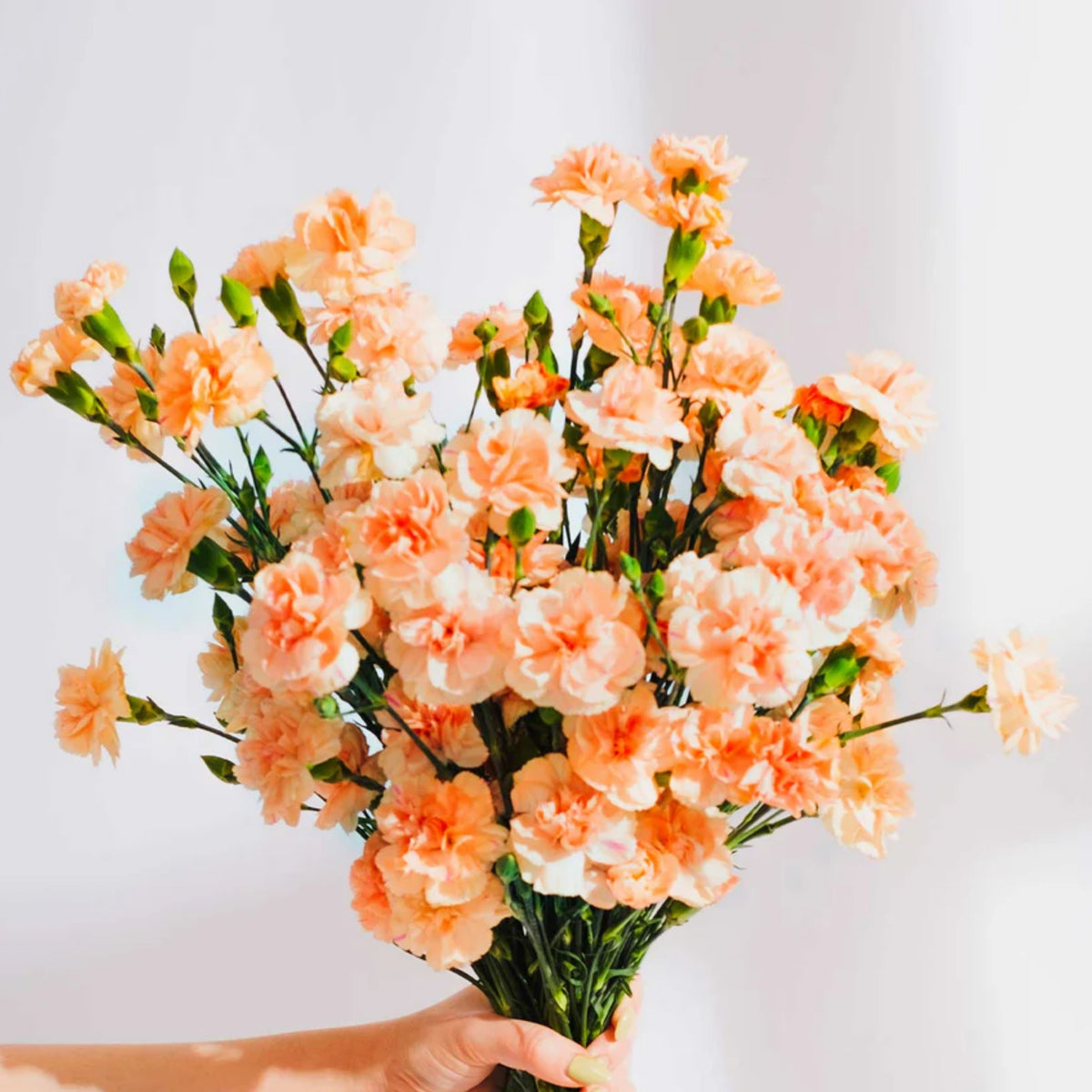 Peach Mini Carnations Seeds, 30 seeds
