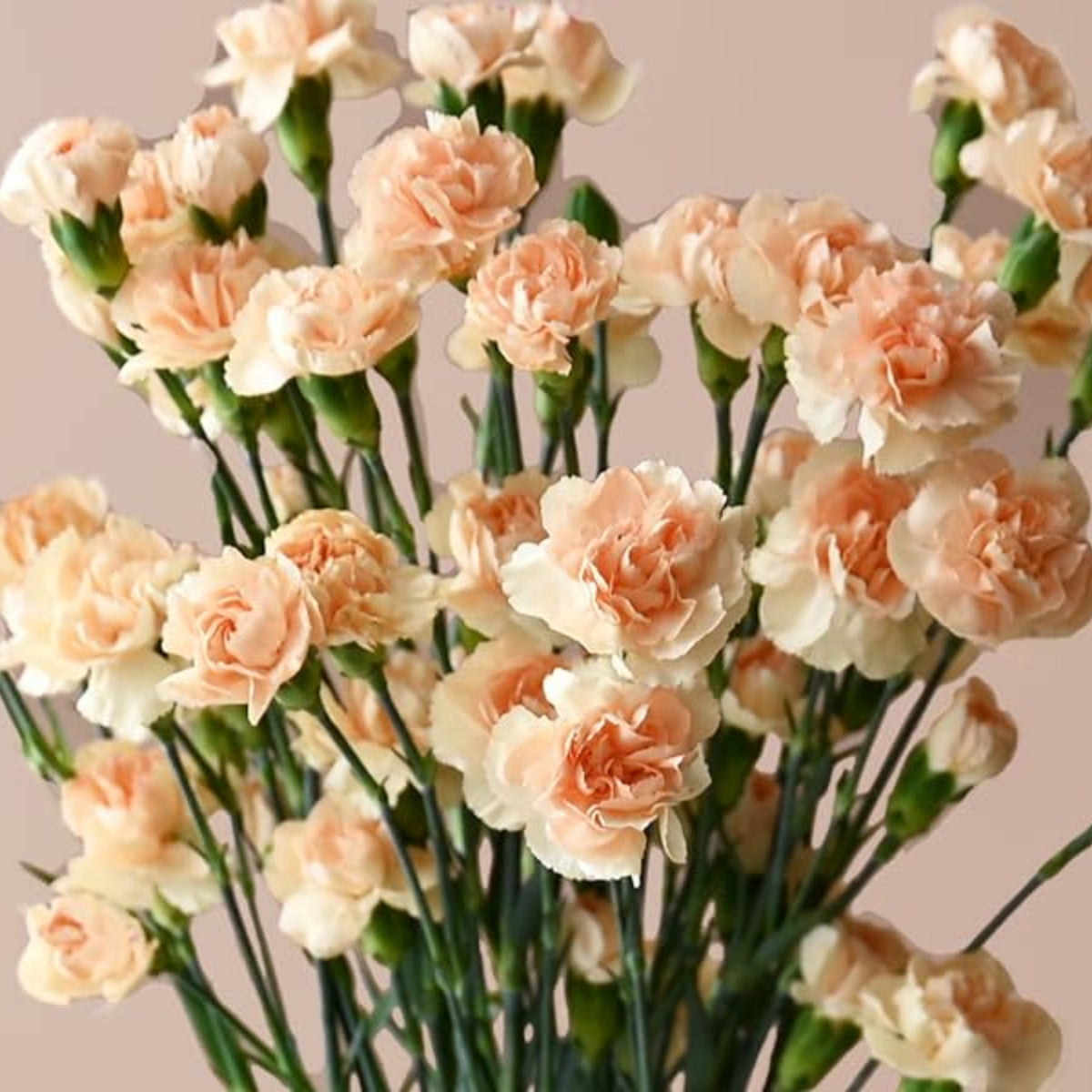 Peach Mini Carnations Seeds, 30 seeds