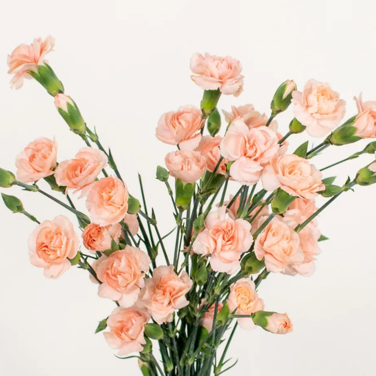 Peach Mini Carnations Seeds, 30 seeds