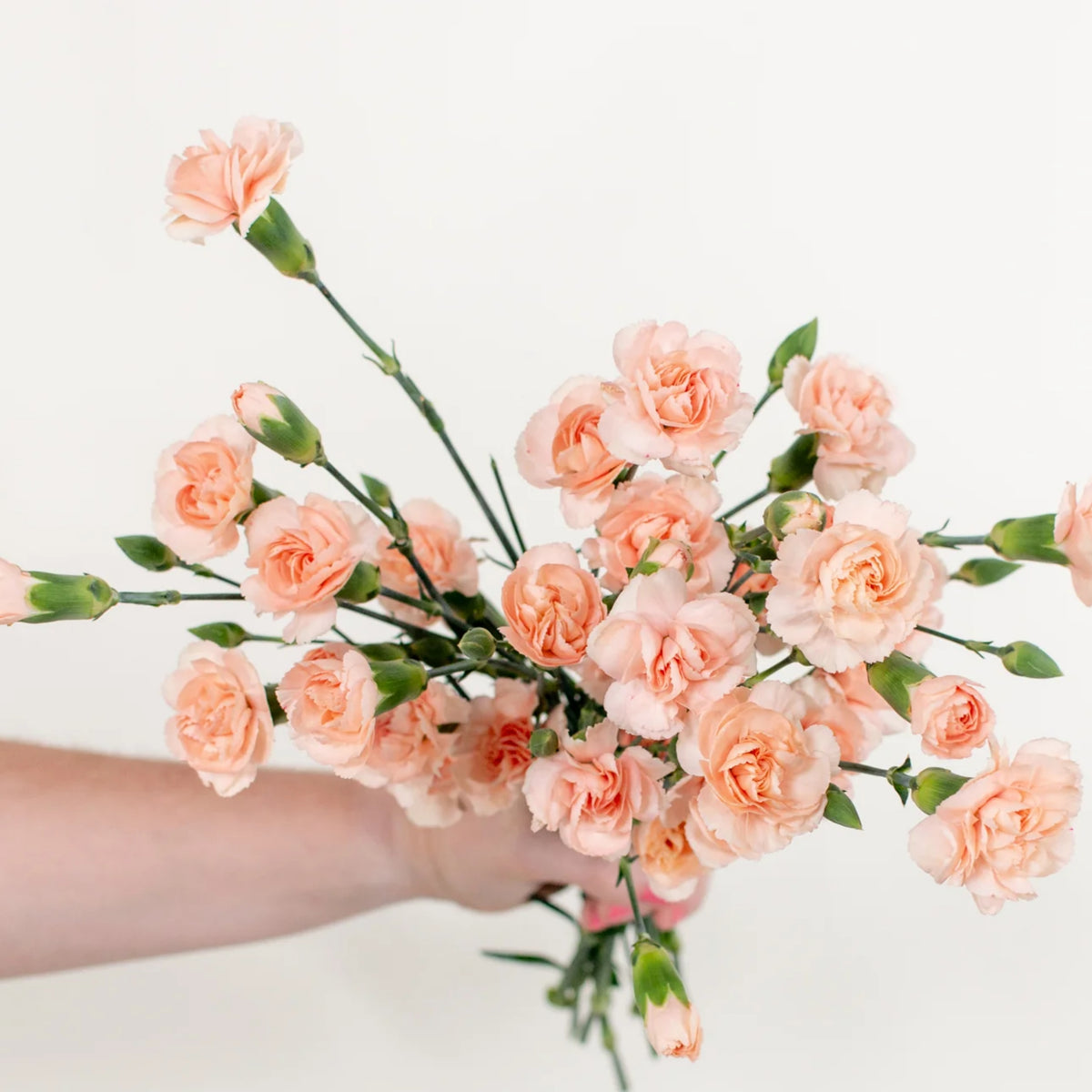 Peach Mini Carnations Seeds, 30 seeds