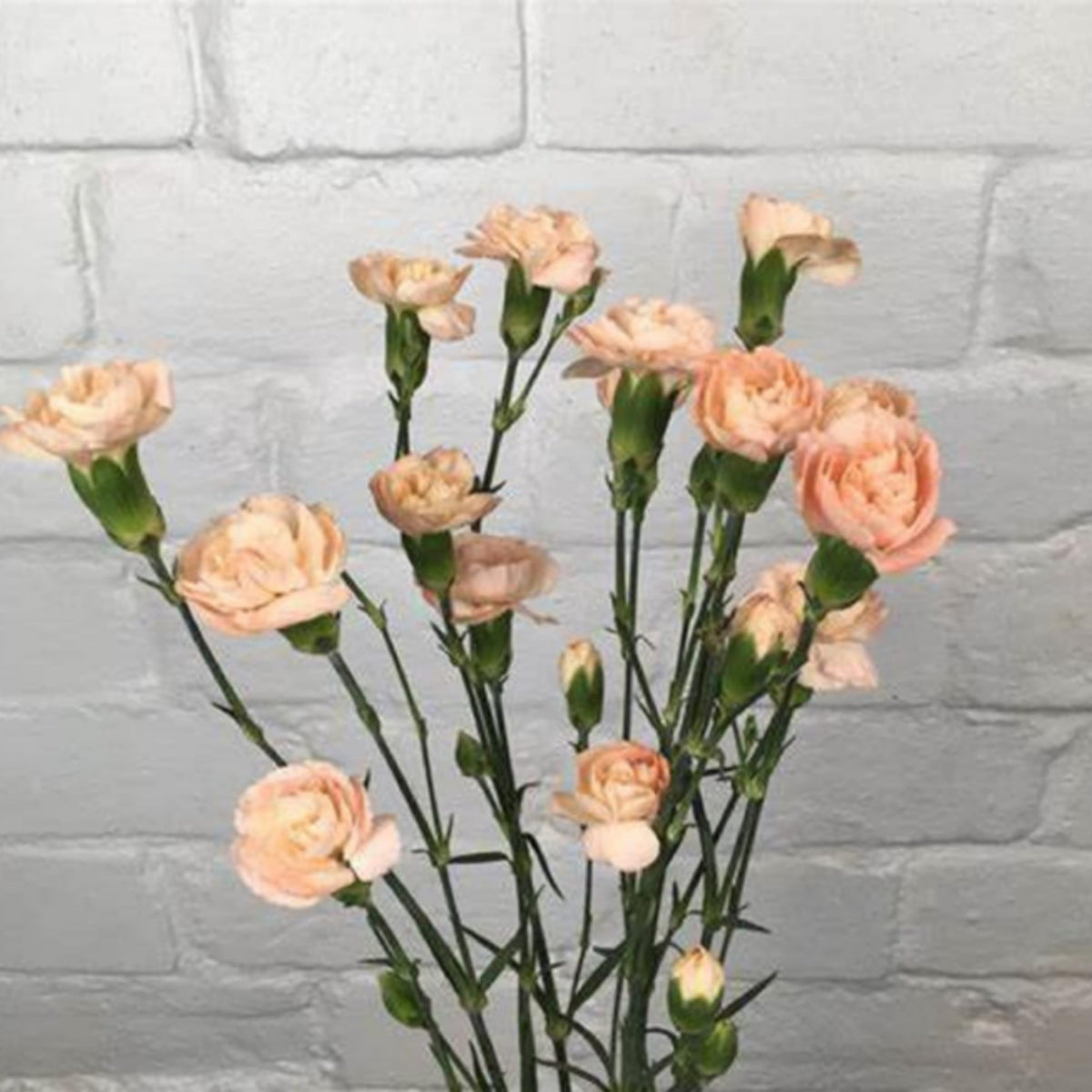 Peach Mini Carnations Seeds, 30 seeds