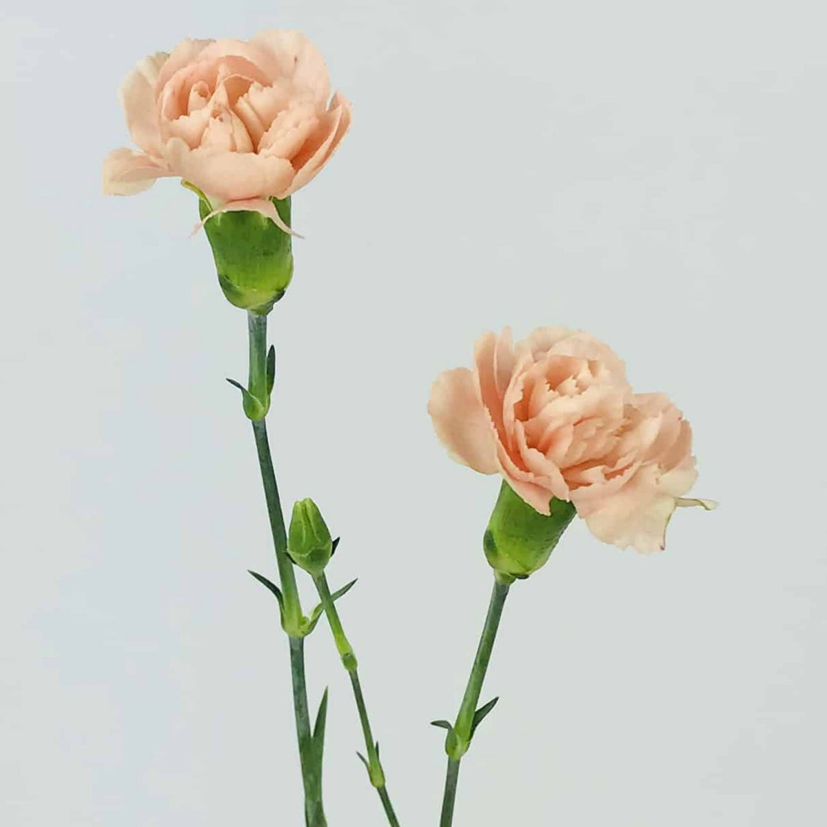 Peach Mini Carnations Seeds, 30 seeds