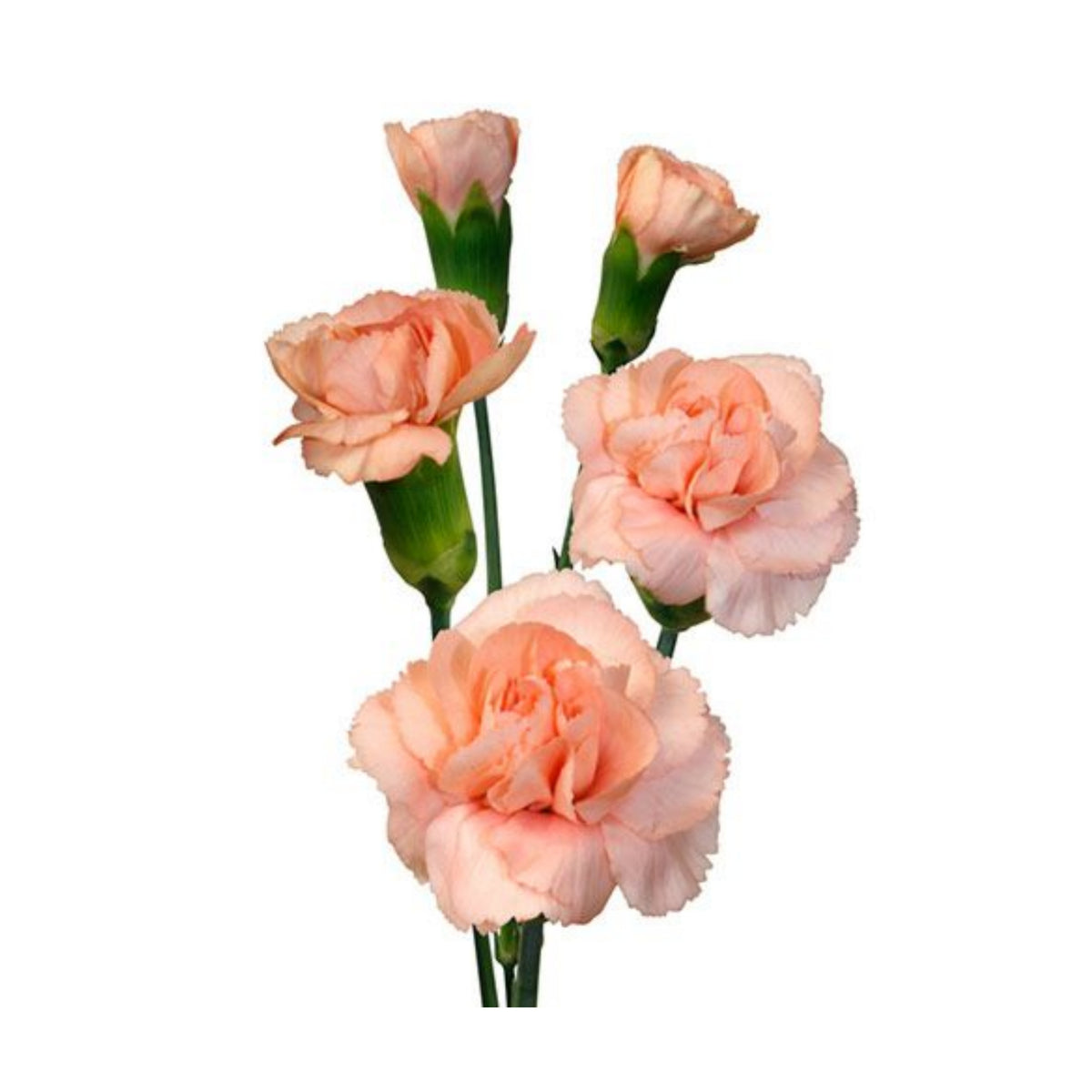 Peach Mini Carnations Seeds, 30 seeds