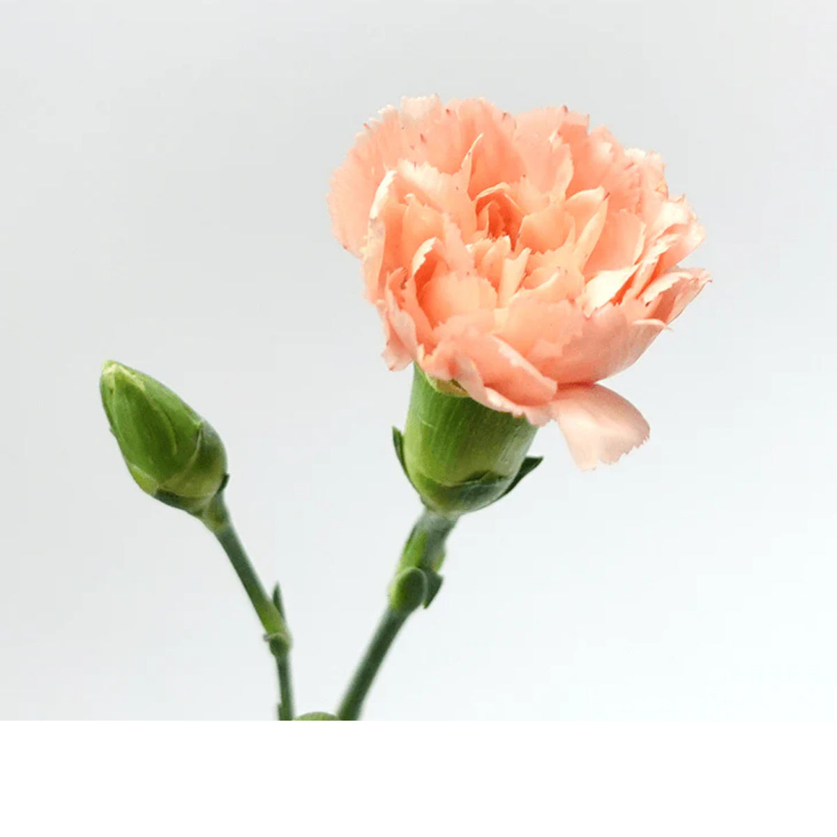 Peach Mini Carnations Seeds, 30 seeds