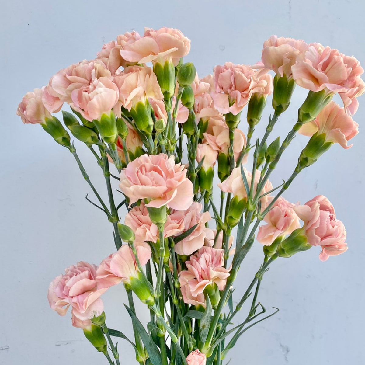 Peach Mini Carnations Seeds, 30 seeds