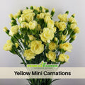 30 Yellow Mini Carnations - Dianthus Seeds - Authentic - Open-Pollinated - Organic - Heirloom - Flower Seeds - Mix Seeds to Plant - #ca46