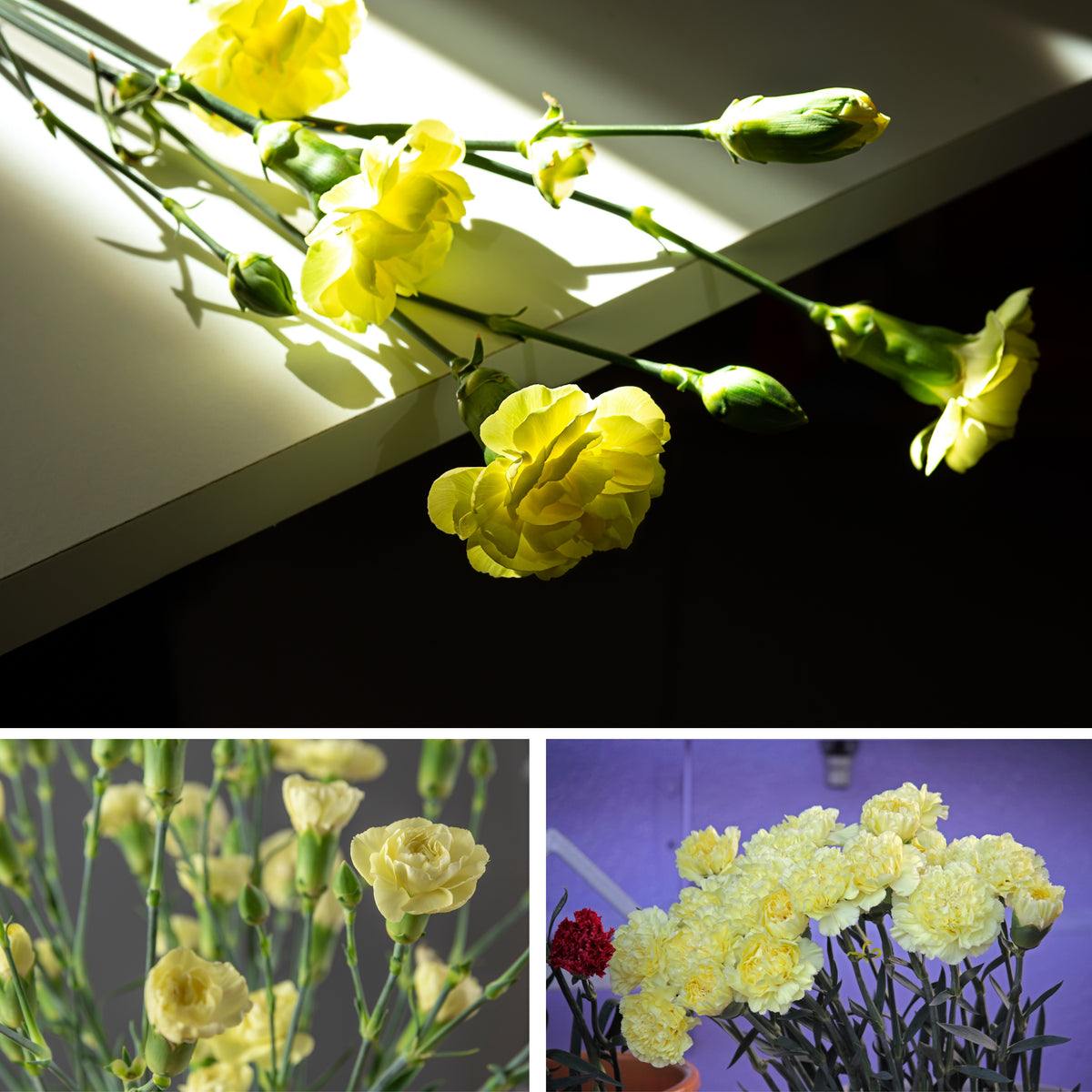 Yellow Mini Carnations Seeds - Dianthus Seeds, 30 seeds