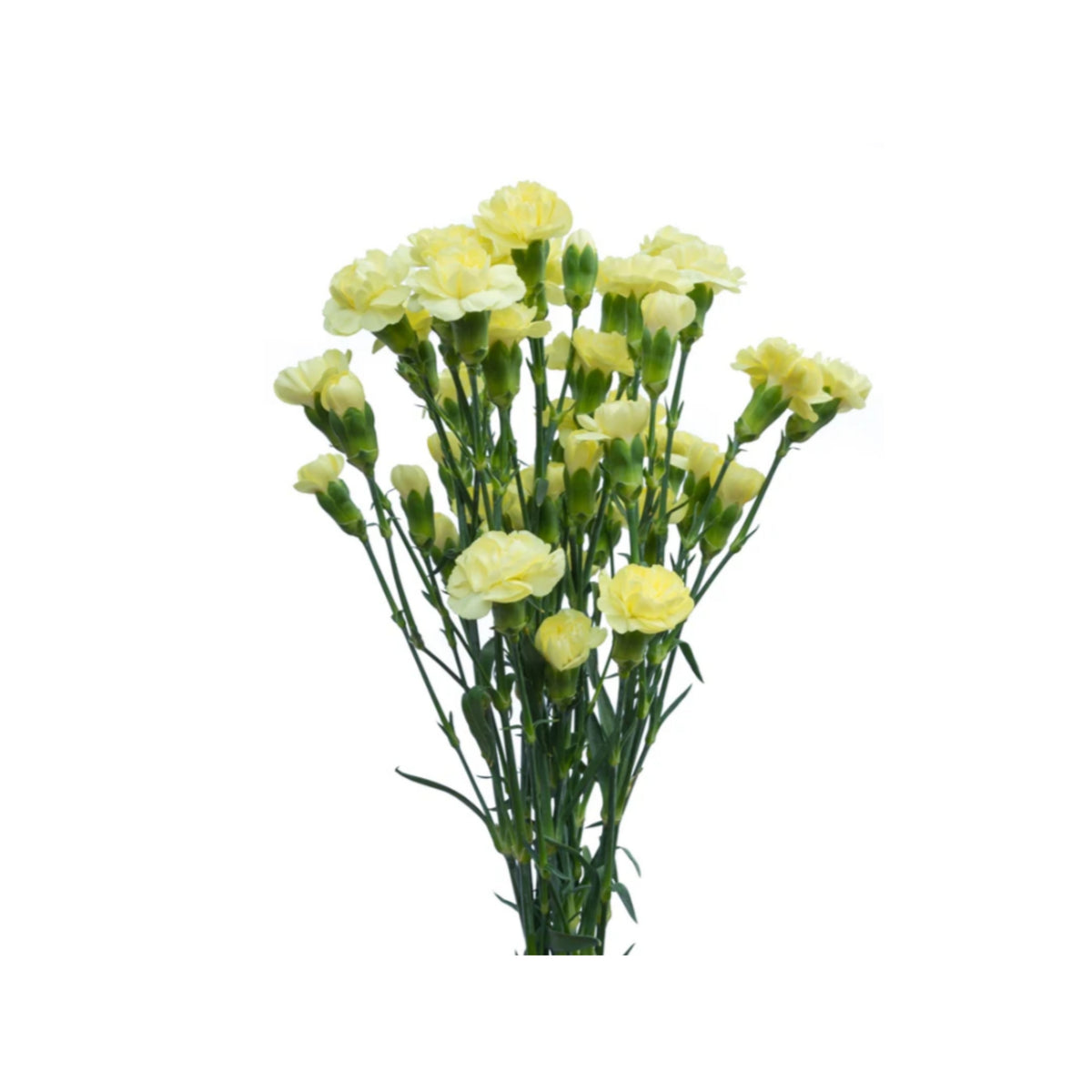 Yellow Mini Carnations Seeds - Dianthus Seeds, 30 seeds