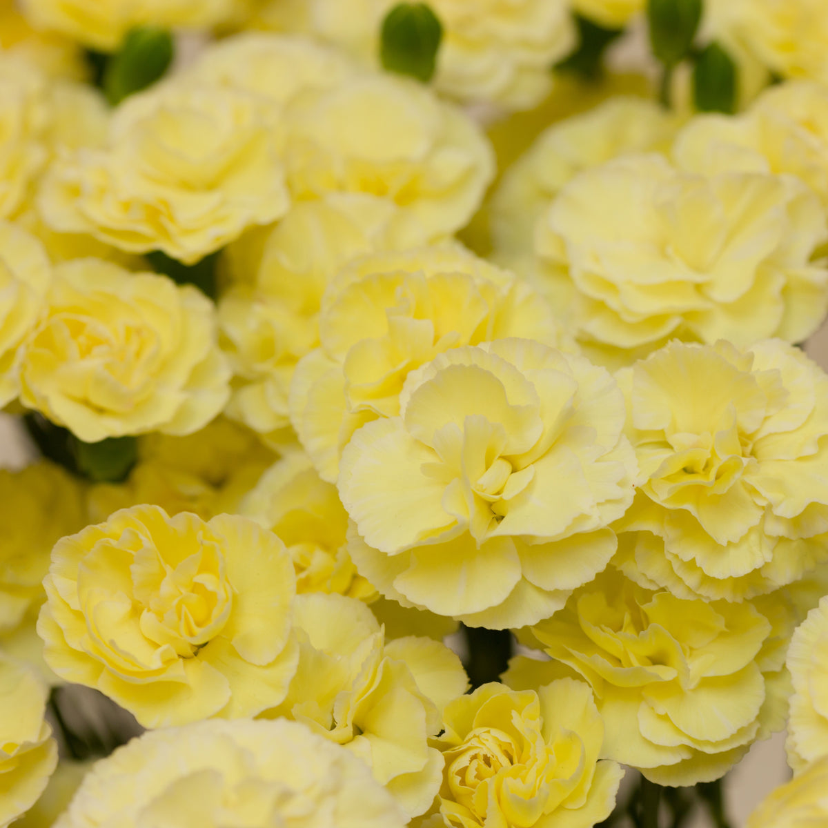 Yellow Mini Carnations Seeds - Dianthus Seeds, 30 seeds
