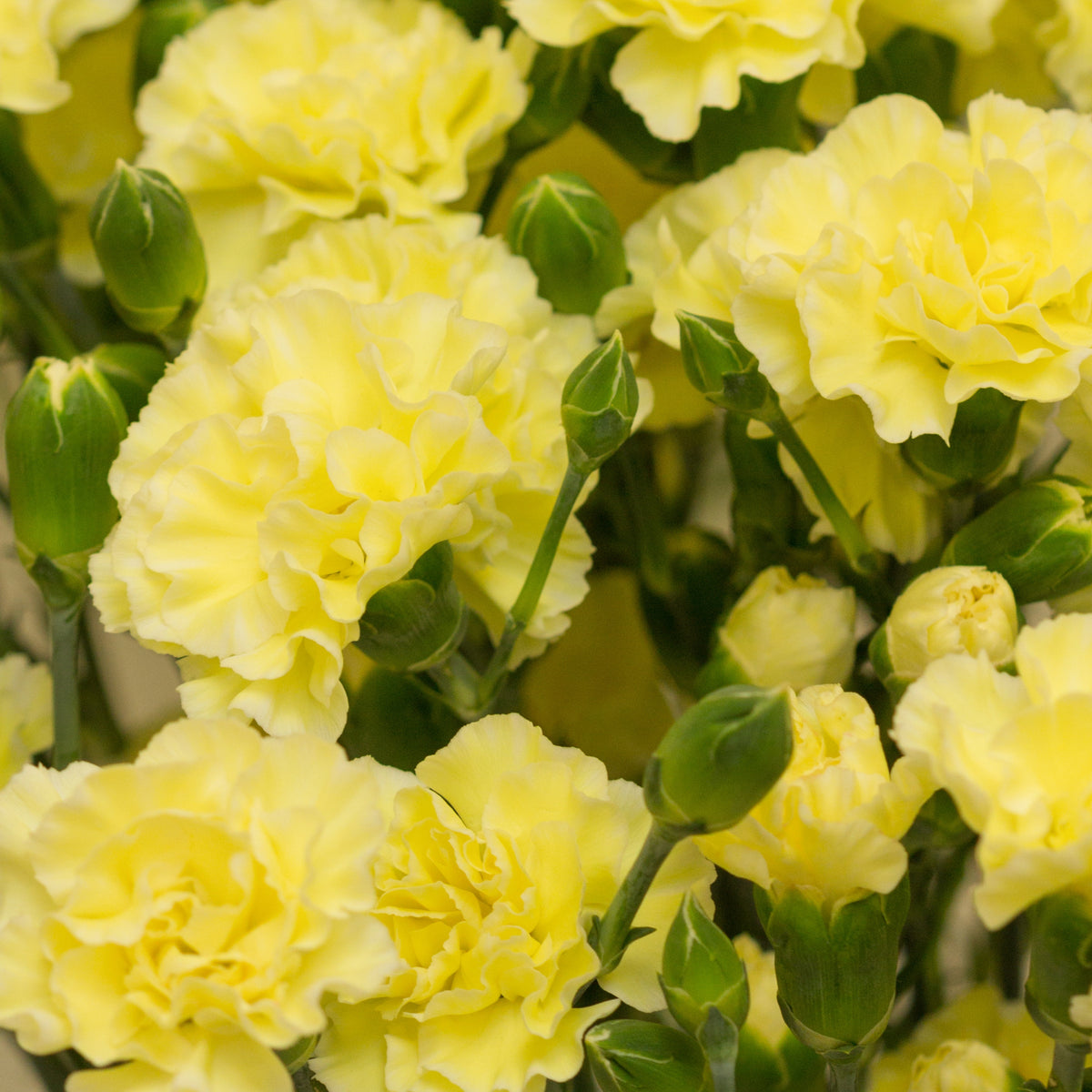 Yellow Mini Carnations Seeds - Dianthus Seeds, 30 seeds