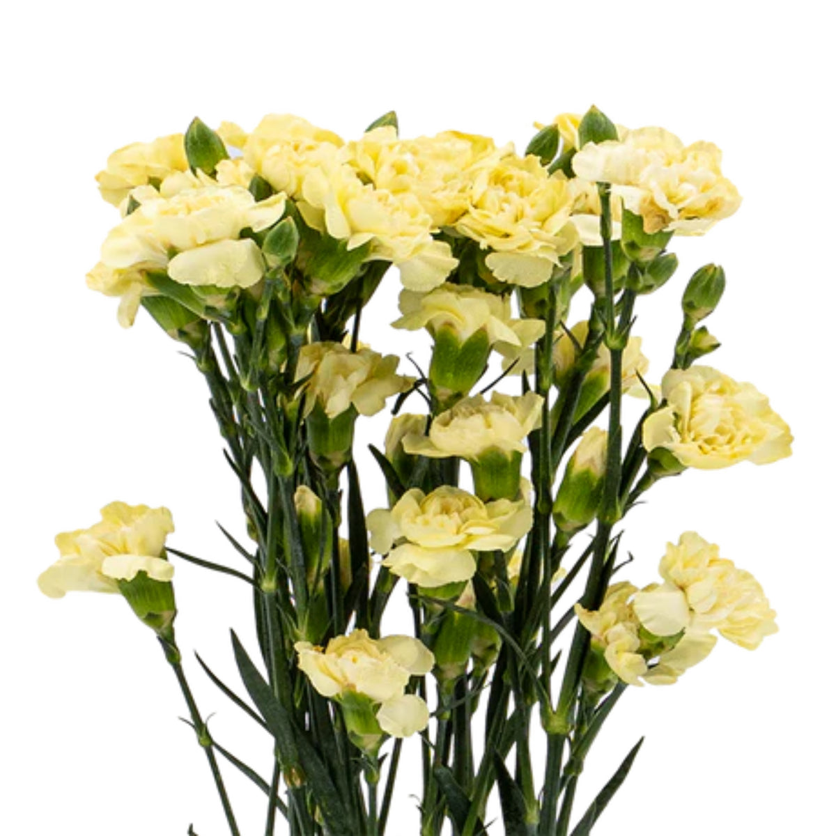 Yellow Mini Carnations Seeds - Dianthus Seeds, 30 seeds