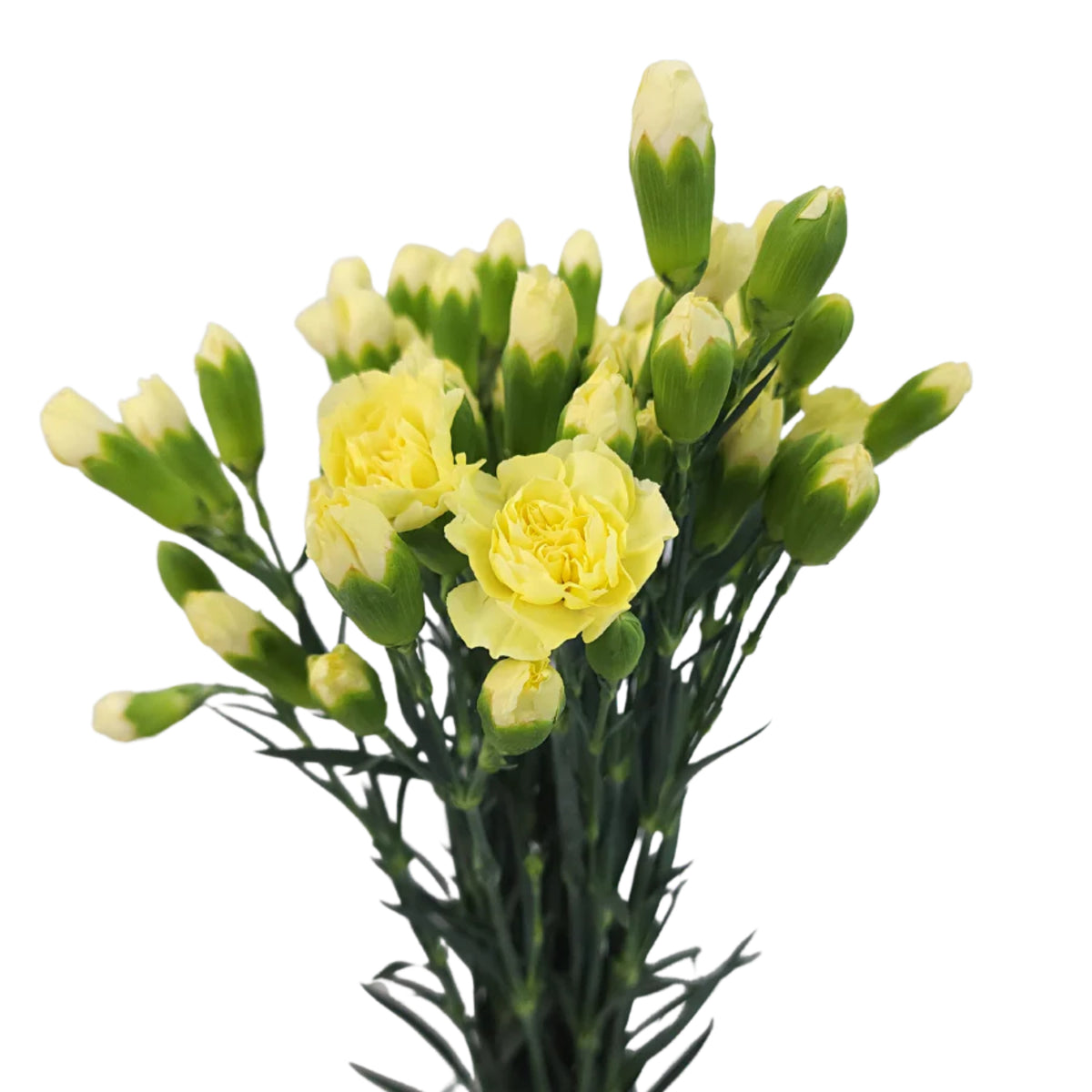 Yellow Mini Carnations Seeds - Dianthus Seeds, 30 seeds