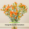 30 Orange Bicolor Mini Carnations - Dianthus Seeds - Open-Pollinated - Organic - Heirloom - Flower Seeds - Mix Seeds to Plant - #ca47