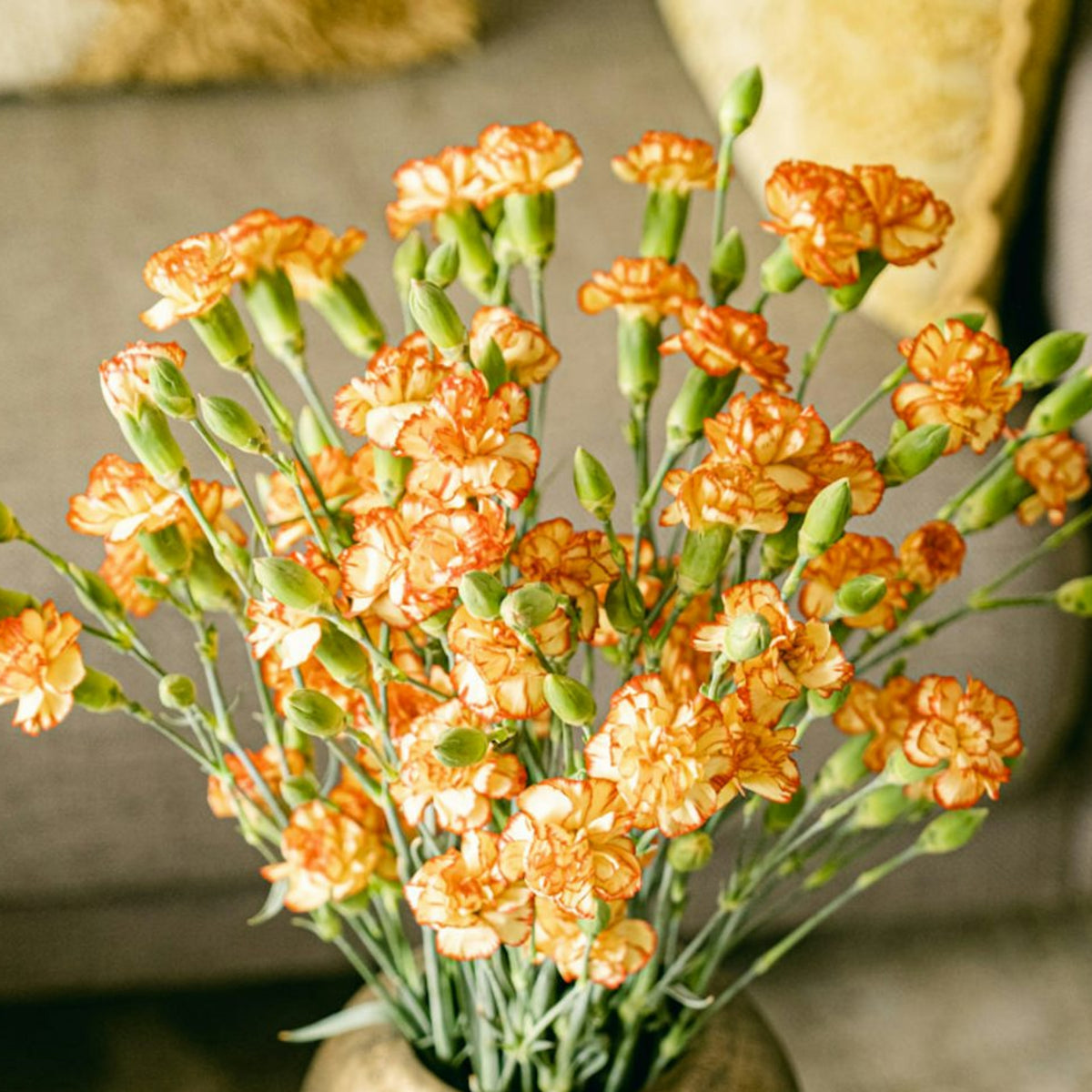Orange Bicolor Mini Carnations Seeds - Dianthus Seeds, 30 seeds