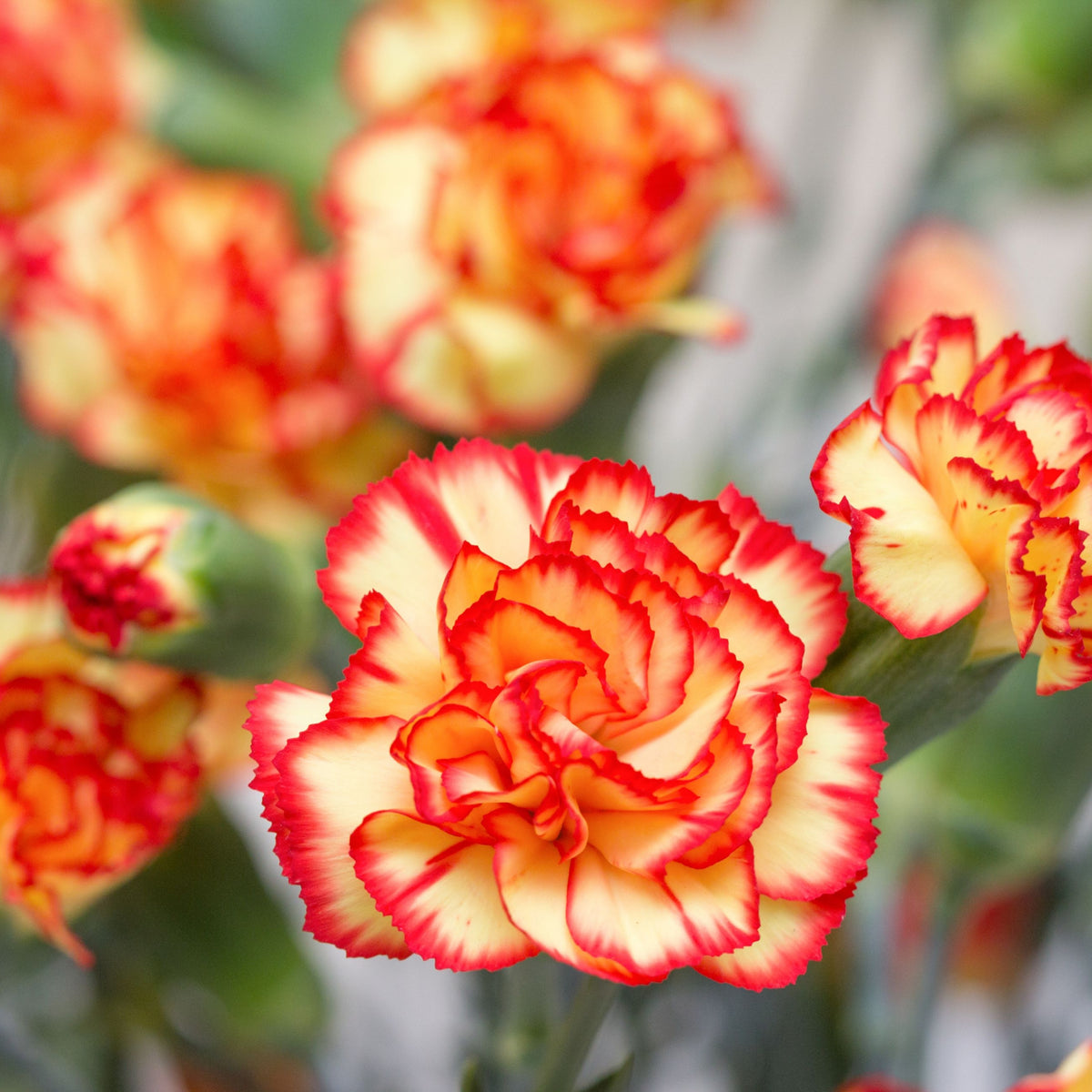 Orange Bicolor Mini Carnations Seeds - Dianthus Seeds, 30 seeds