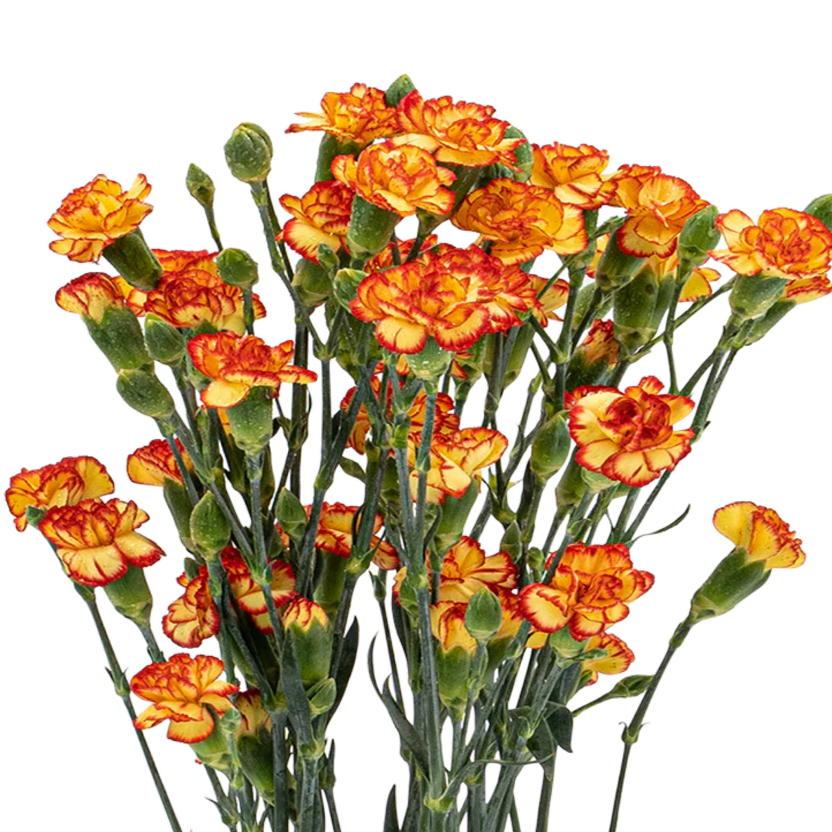 Orange Bicolor Mini Carnations Seeds - Dianthus Seeds, 30 seeds