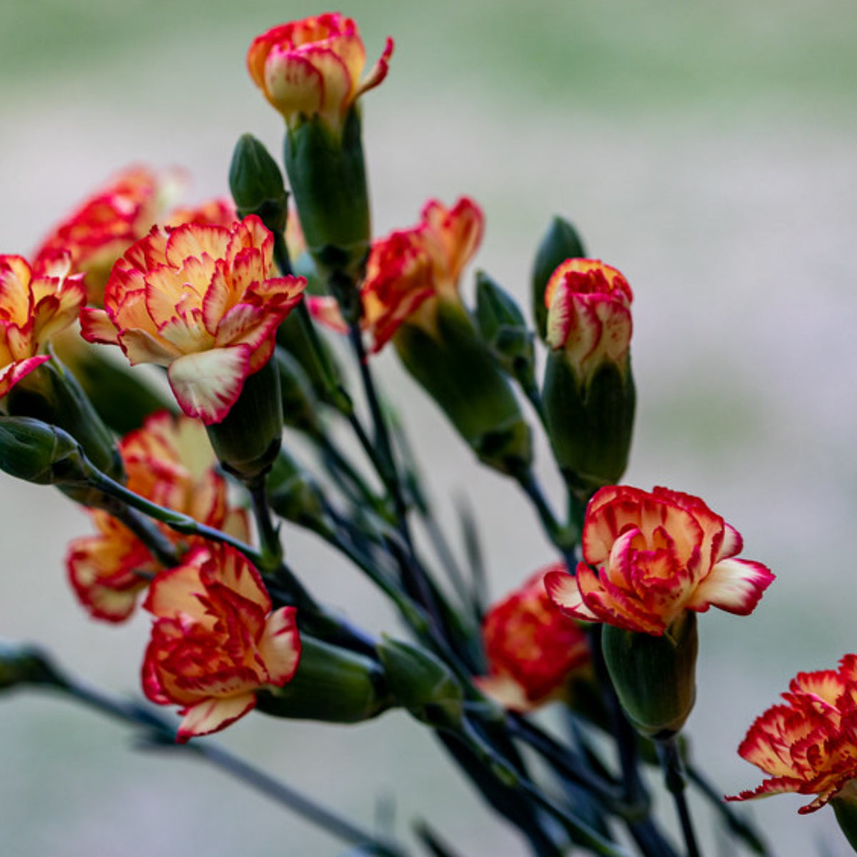 Orange Bicolor Mini Carnations Seeds - Dianthus Seeds, 30 seeds