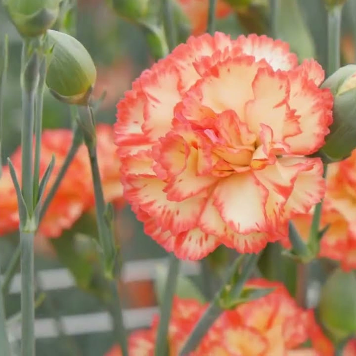 Orange Bicolor Mini Carnations Seeds - Dianthus Seeds, 30 seeds